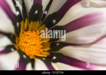 Nahaufnahme einer Schatz Blume (Gazanien) Stockfoto