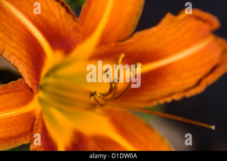Blüte der Orange Taglilien (Nahaufnahme) Stockfoto