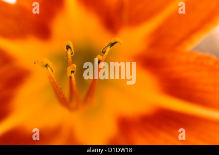 Blüte der Orange Taglilien (Detail) Stockfoto