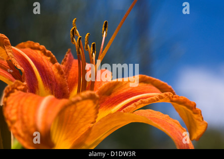 Blüte der Orange Taglilien (Nahaufnahme) Stockfoto