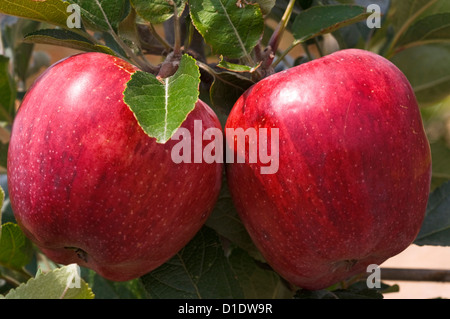 Zwei rote Äpfel am Baum Stockfoto