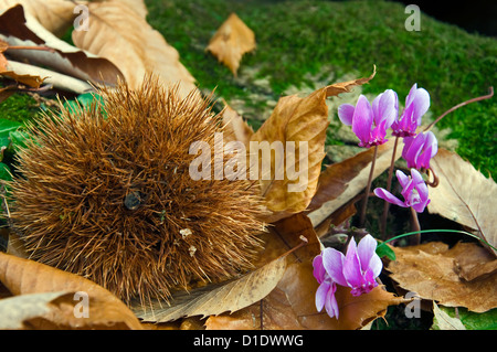 Edelkastanie und wilden Alpenveilchen auf Waldboden Stockfoto