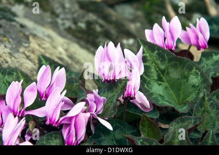 Wilde Cyclamenkultur zwischen Felsen (Griechenland) Stockfoto