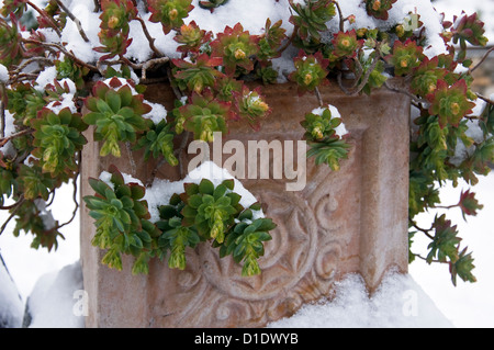 Verschneite Sukkulente in Terrakotta-Blumentopf Stockfoto