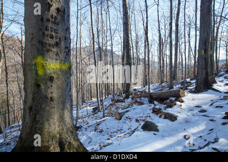 Blaze Trail entlang der Klippe Frankenstein in den White Mountains, New Hampshire, USA Stockfoto