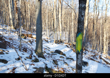 Blaze Trail entlang der Klippe Frankenstein in den White Mountains, New Hampshire, USA Stockfoto