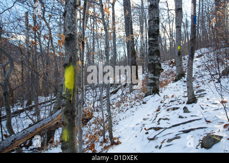 Blaze Trail entlang der Klippe Frankenstein in den White Mountains, New Hampshire, USA Stockfoto