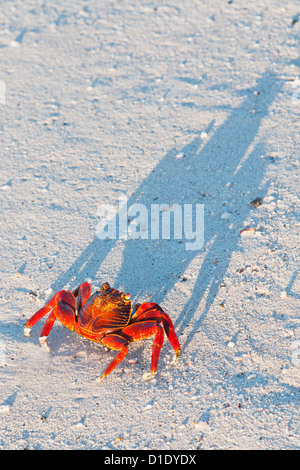 Sally Lightfoot Krabben (Grapsus Grapsus) und lange Schatten bei Sonnenuntergang, Galapagos-Inseln, Ecuador Stockfoto