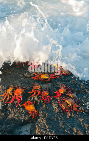 Sally Lightfoot Krabben (Grapsus Grapsus) in Surf, Galapagos-Inseln, Ecuador Stockfoto