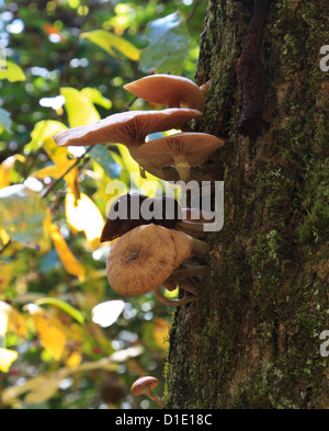 Pilze wachsen an der Seite eines Baumes. Stockfoto