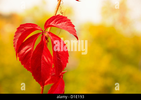 Rot im Herbst wild Balsam Apfel Blatt mit gelben Bäume auf Grund Stockfoto