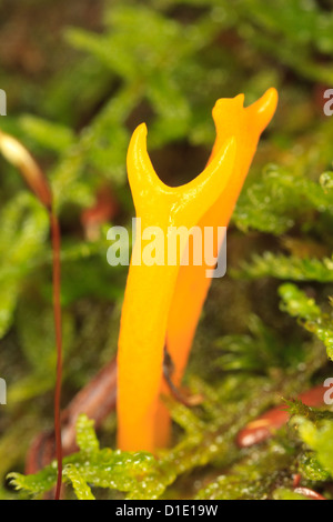 Gelbe Stagshorn Pilz (Calocera Viscosa) Stockfoto