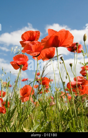 Mohnblumen in Feldern mit bewölktem Himmel Stockfoto