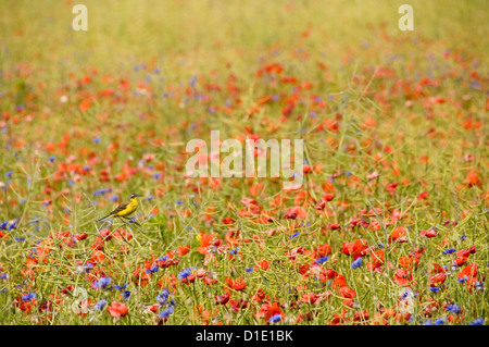 Kleiner Vogel Bachstelze in wilden Kornblumen und Mohn. Selektiven Fokus auf den Vogel Stockfoto