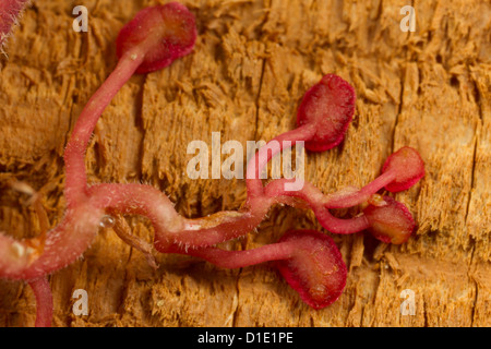 Ranken von wildem, um die Pflanze zu unterstützen, wie es wächst. Stockfoto