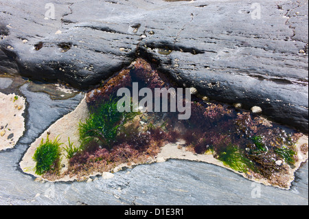 Rockpool am Strand von Ayrmer Cove, Ringmore, Devon, England, UK Stockfoto