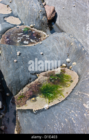 Felsenpools am Strand von Ayrmer Cove, Ringmore, Devon, England, UK Stockfoto
