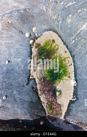 Felsenpools am Strand von Ayrmer Cove, Ringmore, Devon, England, UK Stockfoto