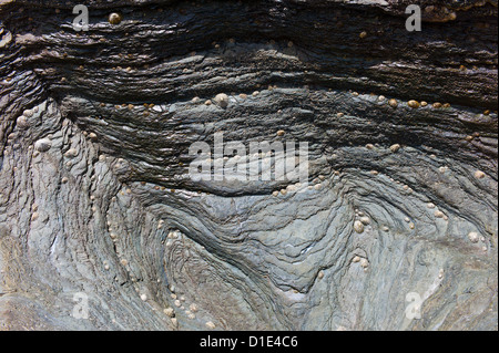 Detail der Felsformationen am Strand von Ayrmer Cove, Ringmore, Devon, England, UK Stockfoto