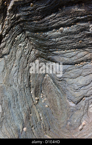 Detail der Felsformationen am Strand von Ayrmer Cove, Ringmore, Devon, England, UK Stockfoto