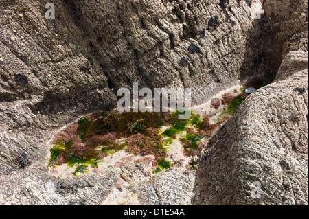 Rockpool am Strand von Ayrmer Cove, Devon, England, UK Stockfoto