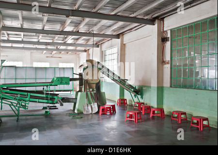 Glenburn Teefabrik, in der Nähe von Darjeeling, Westbengalen, Indien, Asien Stockfoto