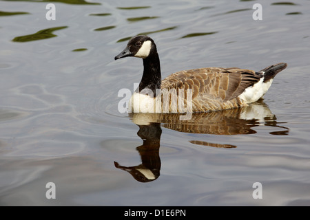 Eine Kanadagans (Branta Canadensis) schwimmen am See Bolam, in der Nähe von Belsay in Northumberland, Vereinigtes Königreich. Stockfoto