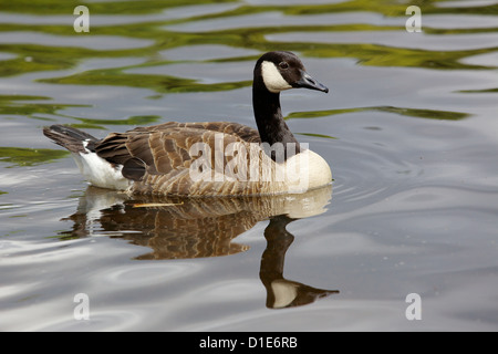 Eine Kanadagans (Branta Canadensis) schwimmen am See Bolam, in der Nähe von Belsay in Northumberland, Vereinigtes Königreich. Stockfoto