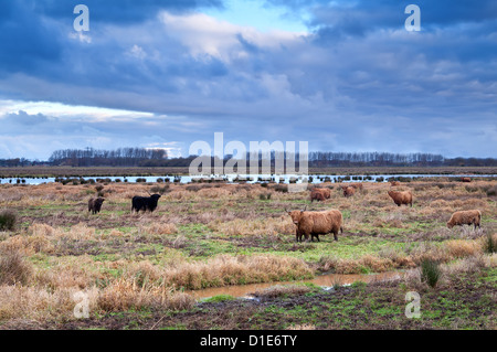 schottische Rinder auf wilden Wiesen bei bewölktem Wetter Stockfoto