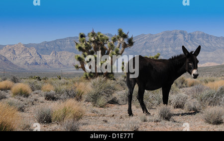 Eine wilde Esel, auf der Suche nach Nahrung in der Wüste von Nevada. Stockfoto
