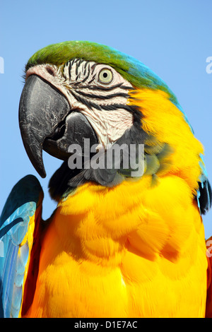 Blau-gelbe Ara (blau und gold ARA) (Ara Ararauna) in Gefangenschaft, Vereinigtes Königreich, Europa Stockfoto