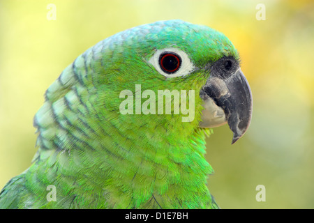 Mehlig Papageien (Amazona Farinosa) ist eines der größten Amazon Papageienarten in Gefangenschaft im Vereinigten Königreich, Europa Stockfoto