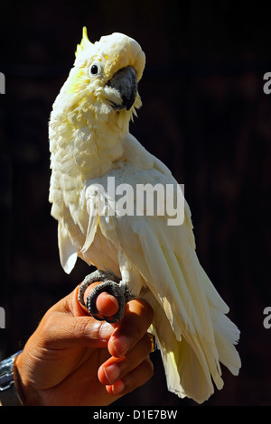 Gelb-crested Kakadu (Cacatua Sulphurea), in Gefangenschaft im Vereinigten Königreich Stockfoto