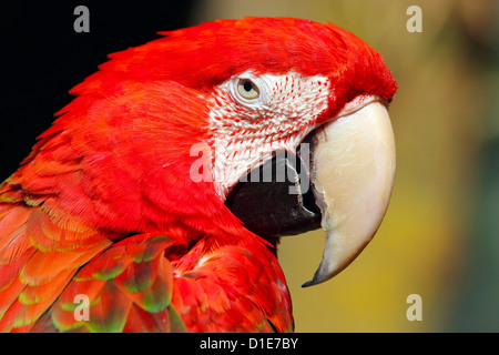 Rot-Grüne Aras (Ara Chloropterus), ist ein großer Ara der Gattung Ara in Gefangenschaft im Vereinigten Königreich, Europa Stockfoto