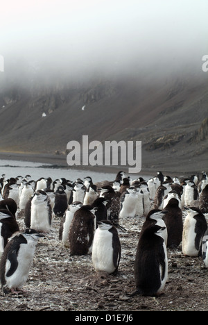 Kinnriemen Pinguine am Ufer, Hannah Point, Antarktis, Polarregionen Stockfoto