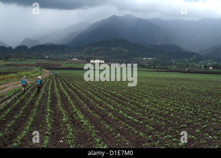 Blick auf eine landwirtschaftliche Tal in der Nähe von Constanza, Dominikanische Republik, Mittelamerika Stockfoto