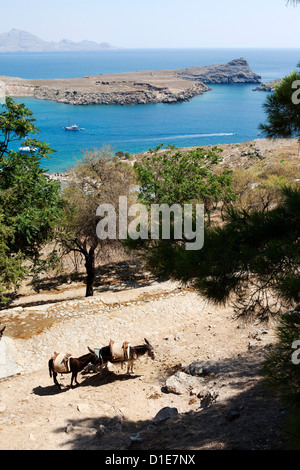 Zwei Esel in St. Paul Bay, Lindos, Rhodos, Dodekanes, griechische Inseln, Griechenland, Europa Stockfoto