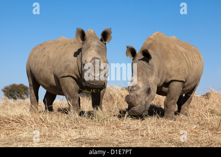 Dehorned Breitmaulnashorn (Ceratotherium Simum) auf Rhino Bauernhof, Klerksdorp, North West Province, Südafrika, Afrika Stockfoto