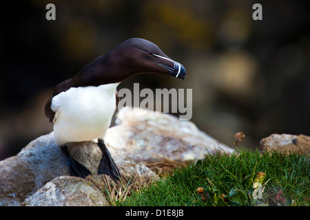 Tordalk auf den Saltee Inseln vor der Küste von Co. Wexford, Irland. Stockfoto