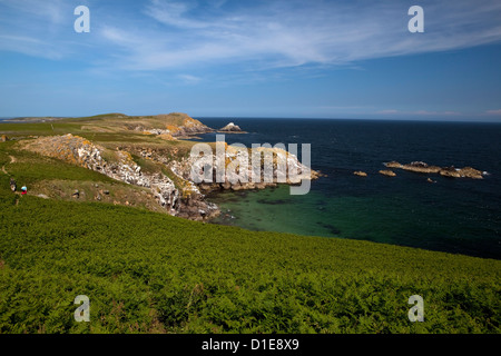 Blick auf die Klippen und Bracken am Ardheen auf der Süd, Luv Seite des großen Saltee, desto größer die Saltee Inseln. Stockfoto