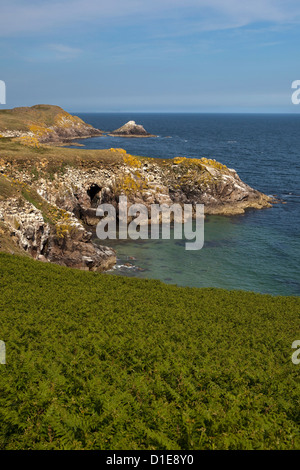 Blick auf die Klippen und Bracken am Ardheen auf der Süd, Luv Seite des großen Saltee, desto größer die Saltee Inseln Stockfoto