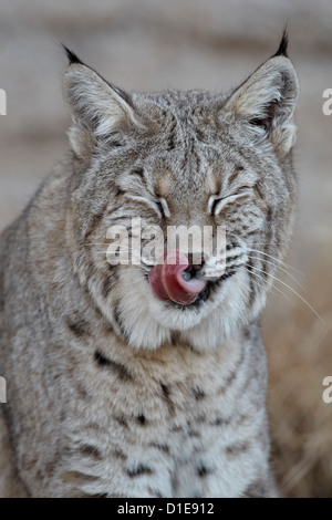 Rotluchs (Lynx Rufus) mit seiner Zunge, Living Desert Zoo und Gärten State Park, New Mexico, Deutschland Stockfoto