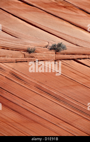 Sandsteinschichten, Vermillion Cliffs National Monument, Arizona, Vereinigte Staaten von Amerika, Nordamerika Stockfoto