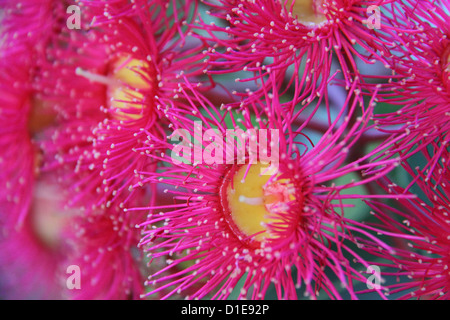 Australische rote Blüte der Gum Wattle ummer Herrlichkeit" (Corymbia Ficifolia) Stockfoto