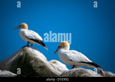 Tölpelkolonie am großen Saltee, eines der Saltee Inseln vor der Küste von Co. Wexford, Irland. © 2011 Dave Walsh Stockfoto