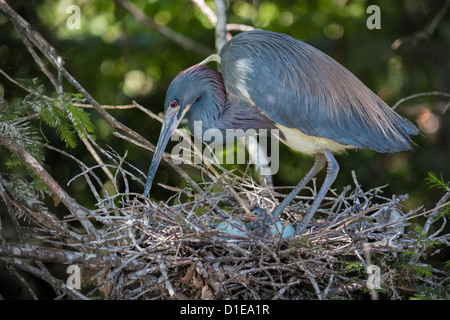 Dreifarbigen Heron (Egretta Tricolor) tendenziell verschachteln, St. Augustine Alligator Farm Zoological Park, St. Augustine, Florida Stockfoto