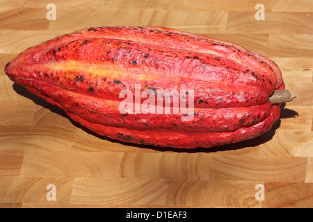 Grenada. Nahaufnahme von reifen Früchten Kakao (Cocoa). Stockfoto