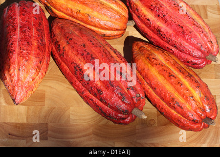 Grenada. Nahaufnahme von reifen Früchten Kakao (Cocoa). Stockfoto