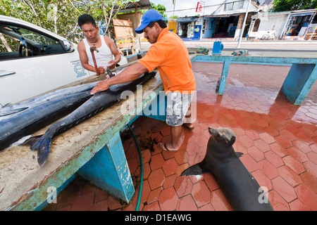 Fischmarkt, Puerto Ayora, Santa Cruz Island, Galapagos-Insel-Archipel, Ecuador, Südamerika Stockfoto