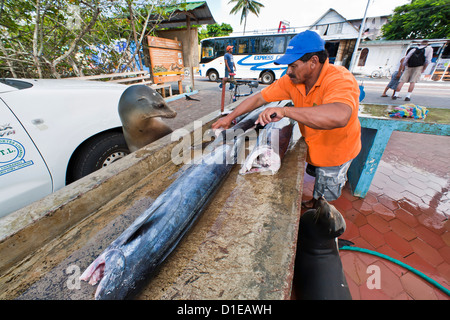 Fischmarkt, Puerto Ayora, Santa Cruz Island, Galapagos-Insel-Archipel, Ecuador, Südamerika Stockfoto